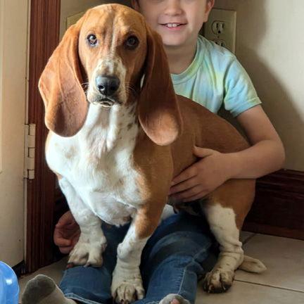 Enlarge MILLIE, a Adopted Basset Hound in Mays Landing, NJ image 4/6