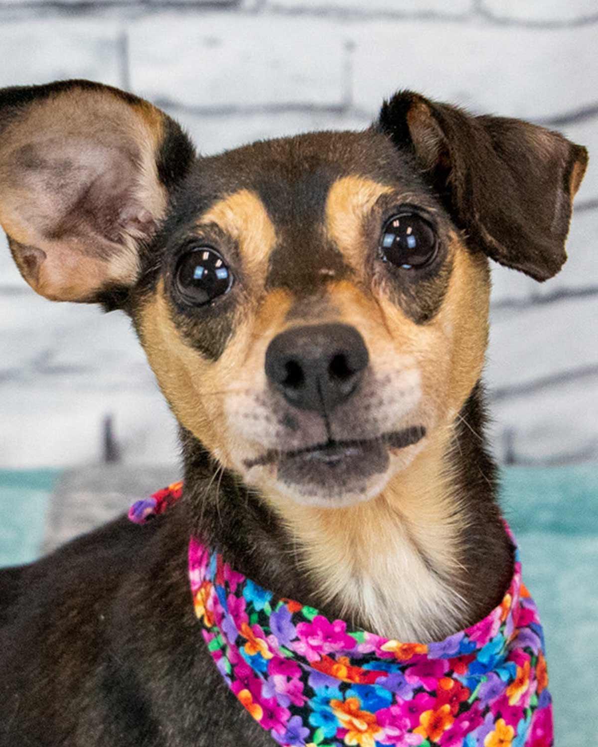 Twinkie, adopted, Adult Female Chihuahua.