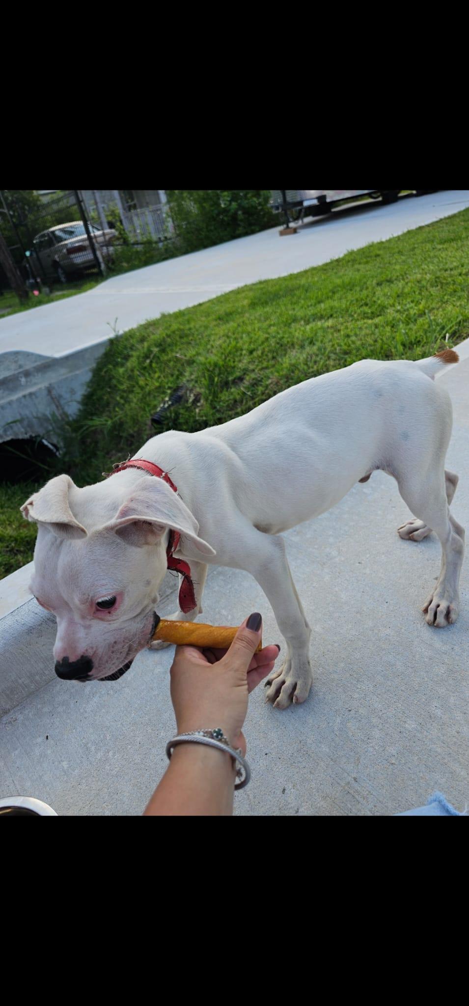 Enlarge Luke, a Adopted mixed breed in KATY, TX image 2/3