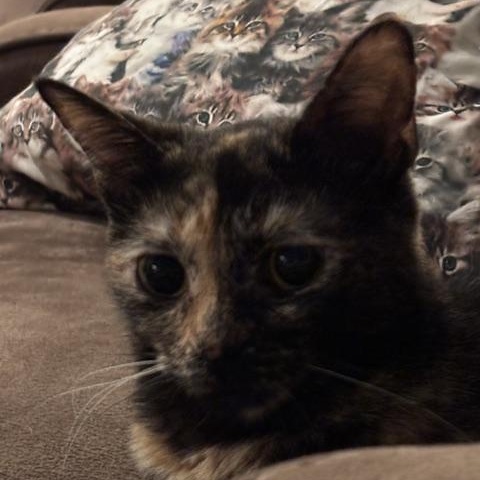 Enlarge Flicker, a Adoptable Domestic Short Hair in Renton , WA image 5/5