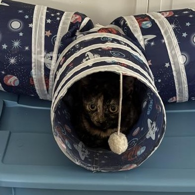 Enlarge Flicker, a Adoptable Domestic Short Hair in Renton , WA image 4/5