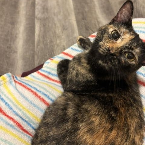 Enlarge Flicker, a Adoptable Domestic Short Hair in Renton , WA image 1/5