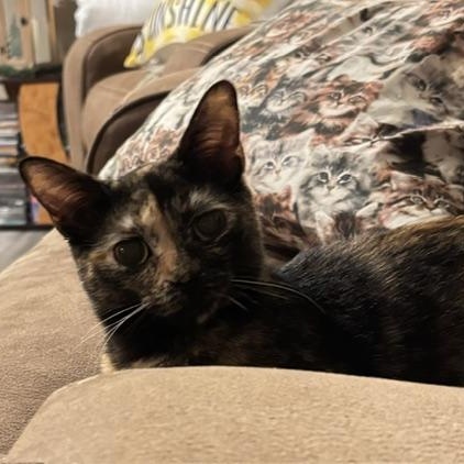 Enlarge Flicker, a Adoptable Domestic Short Hair in Renton , WA image 3/5