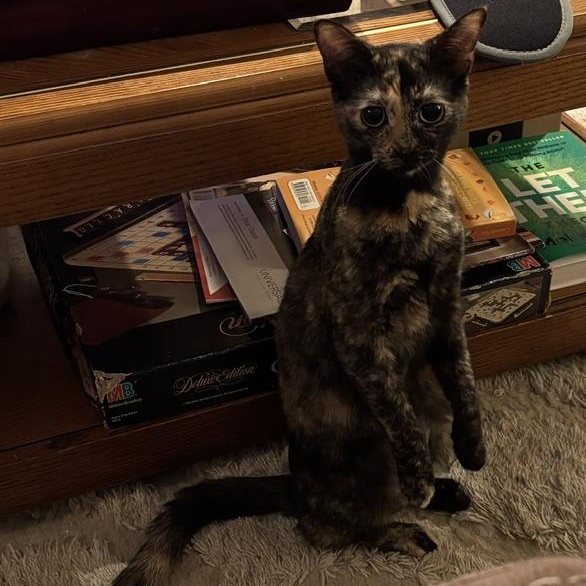 Enlarge Flicker, a Adoptable Domestic Short Hair in Renton , WA image 2/5