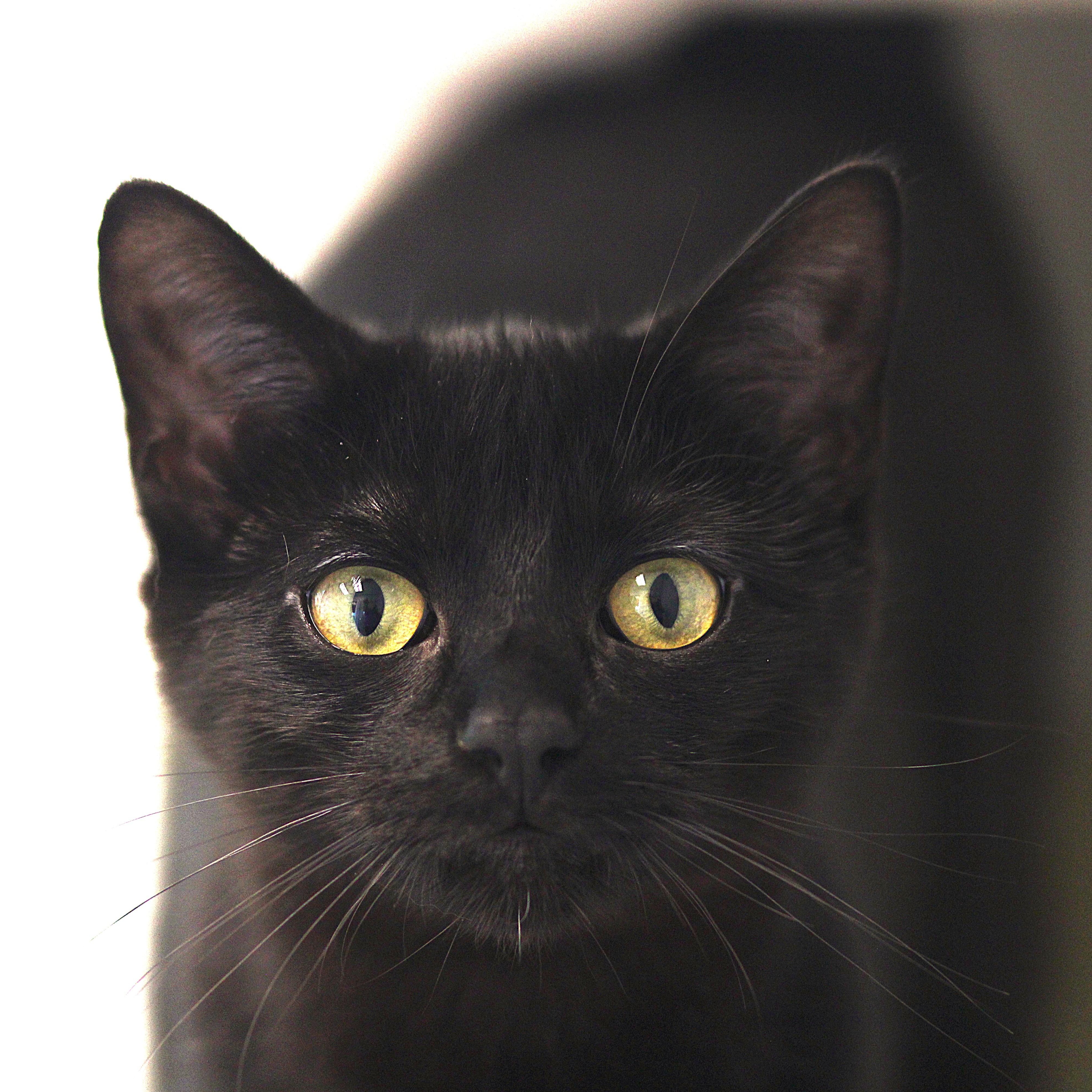 Gasparilla, ADOPTABLE, Young Male Domestic Short Hair.