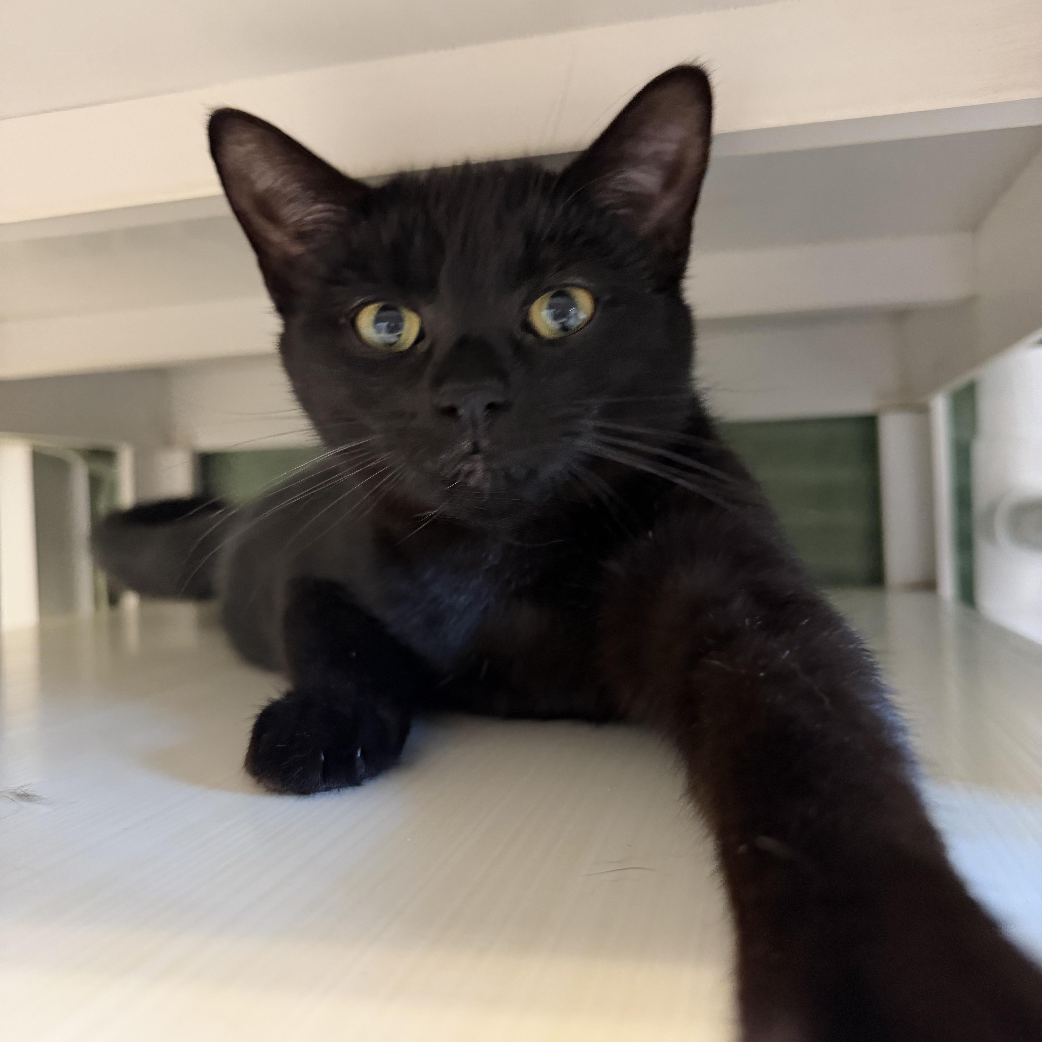 Gasparilla, a ADOPTABLE Domestic Short Hair in Cooperstown, NY image 1/3