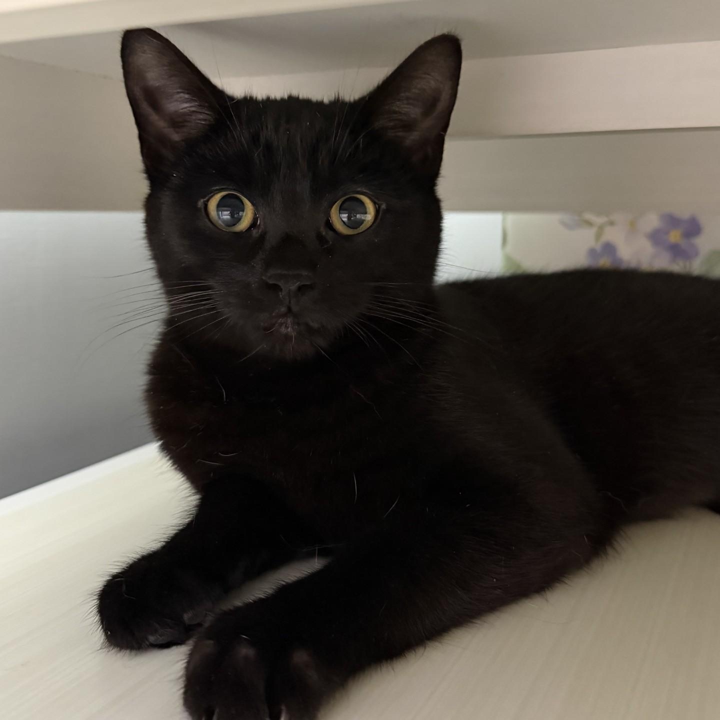 Enlarge Gasparilla, a ADOPTABLE Domestic Short Hair in Cooperstown, NY image 1/2