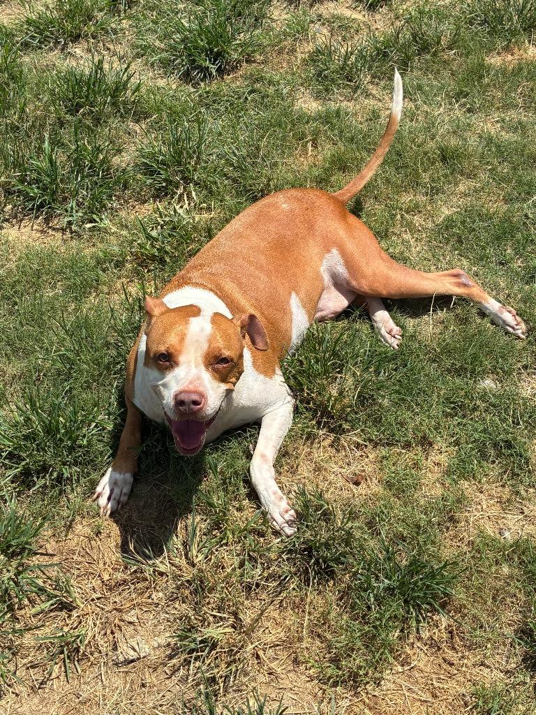 Deputy, Adoptable, Senior Male Pit Bull Terrier.