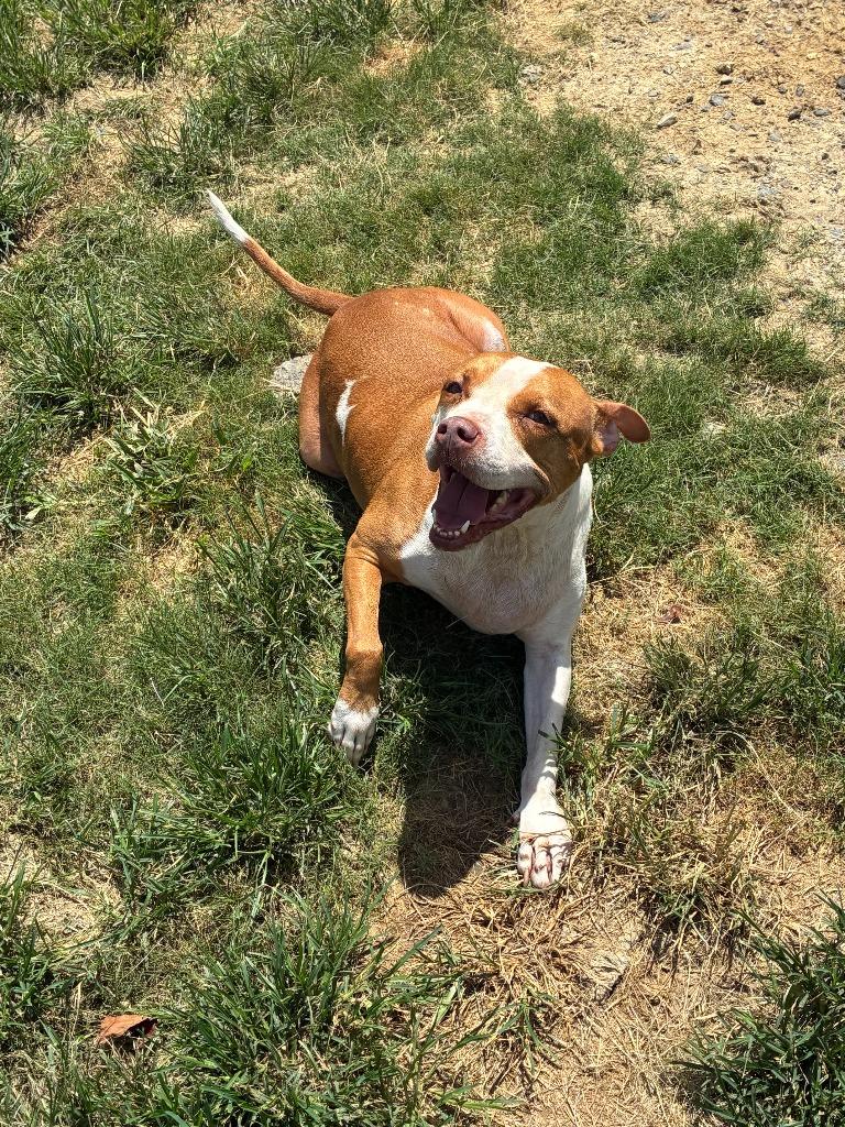 Enlarge Deputy, a Adoptable Pit Bull Terrier in Sorrento, LA image 2/4
