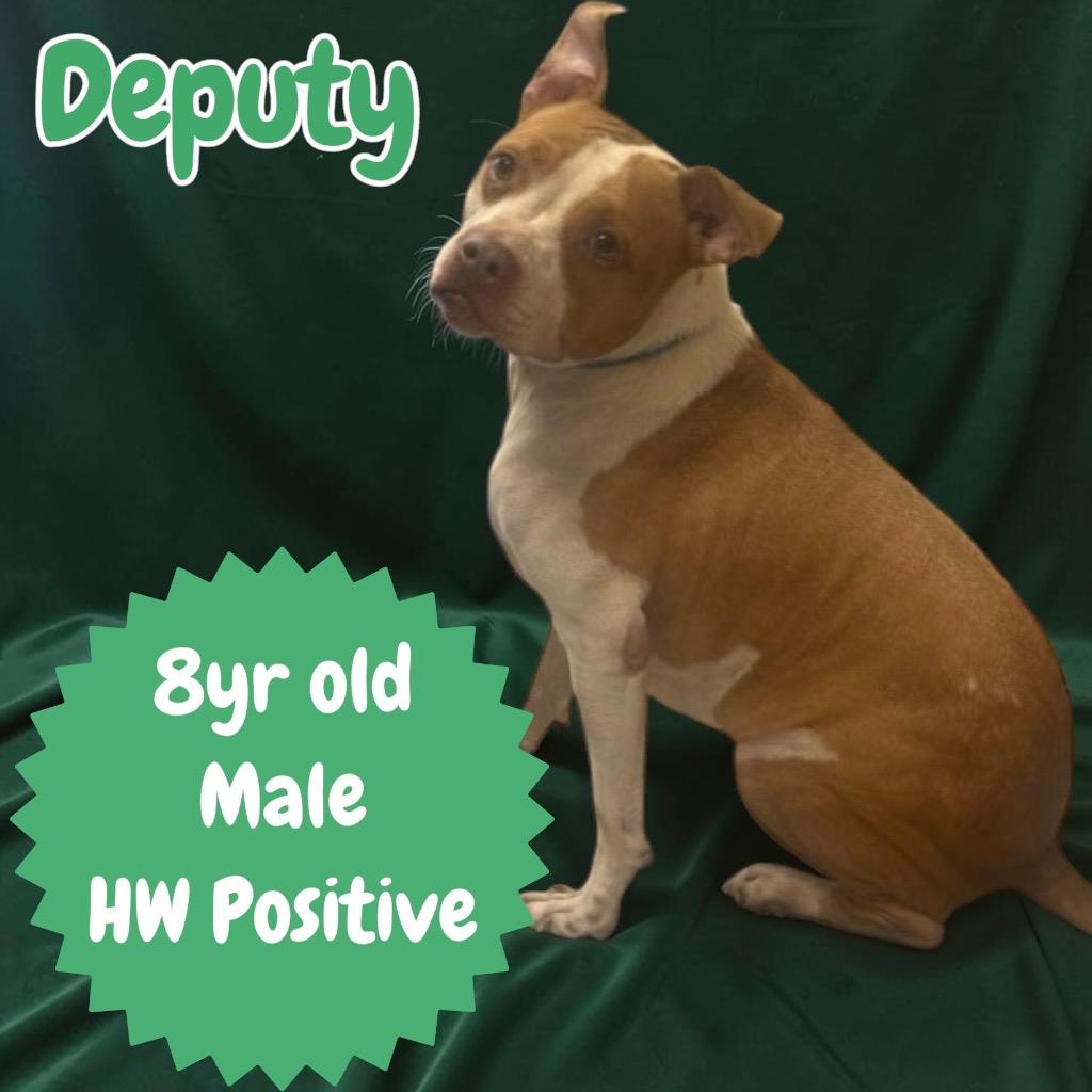 Enlarge Deputy, a Adoptable Pit Bull Terrier in Sorrento, LA image 3/4