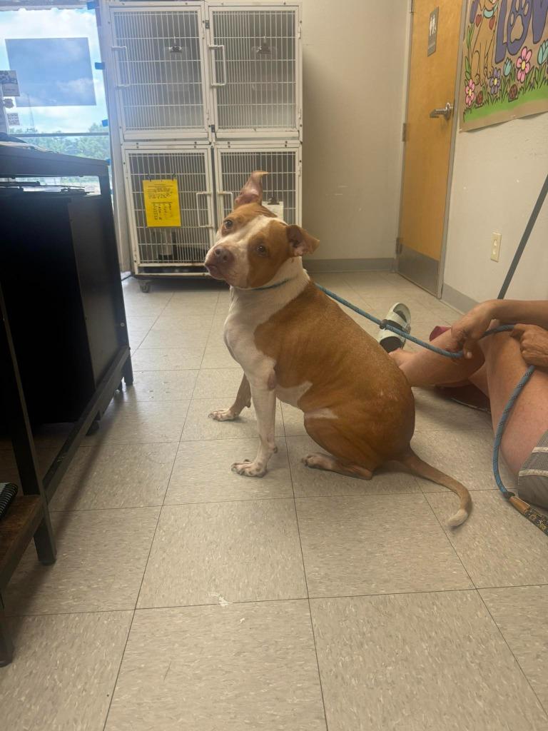 Enlarge Deputy, a Adoptable Pit Bull Terrier in Sorrento, LA image 4/4