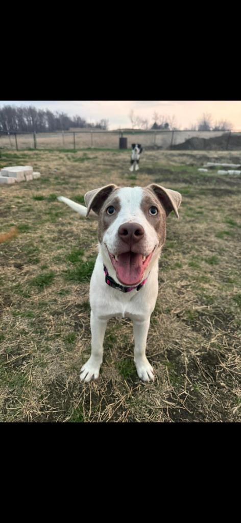 Enlarge Rue, a Adopted Labrador Retriever in Ada, OK image 1/1