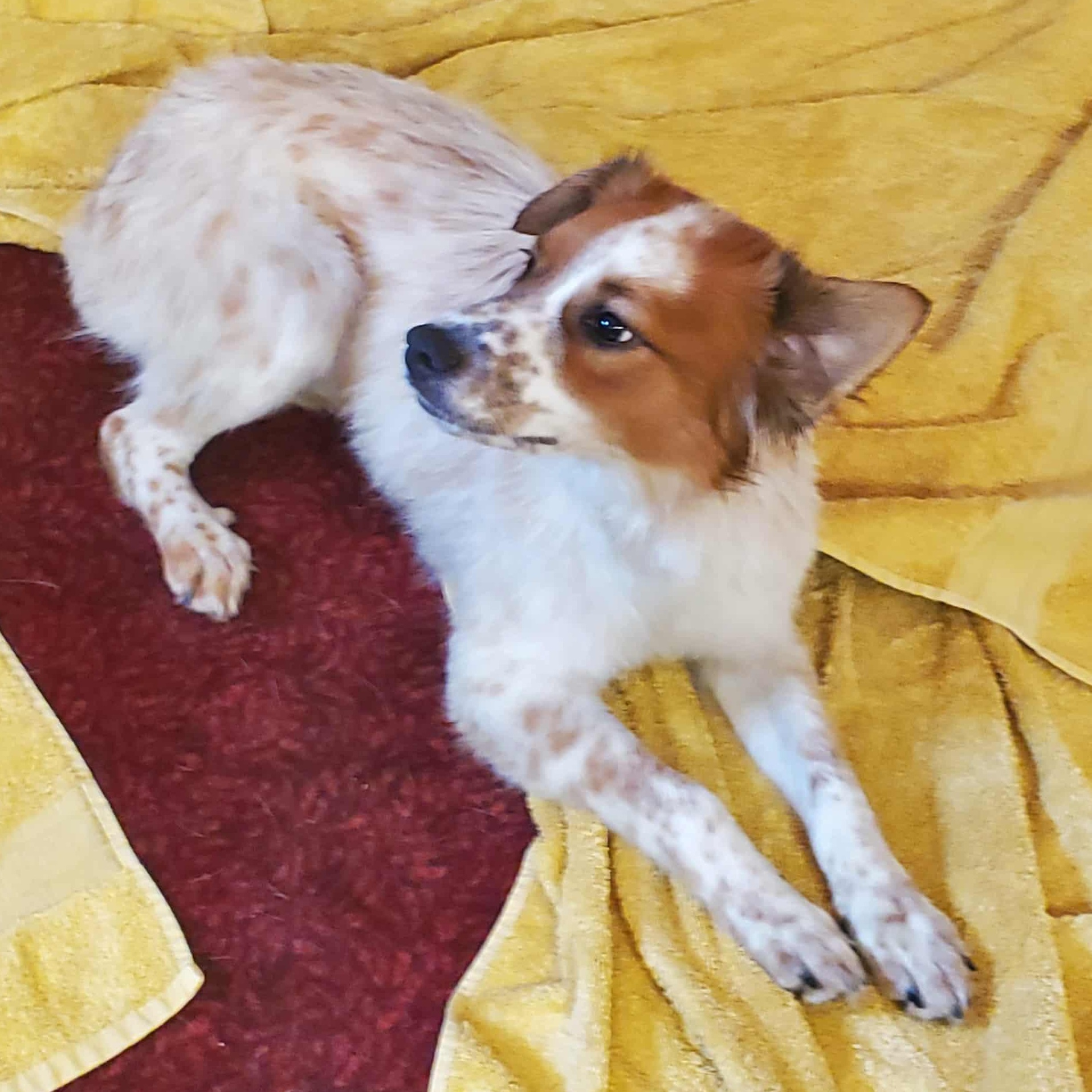 Alexis - Paws Behind Bars Prison Trained, ADOPTABLE, Young Female Spaniel.