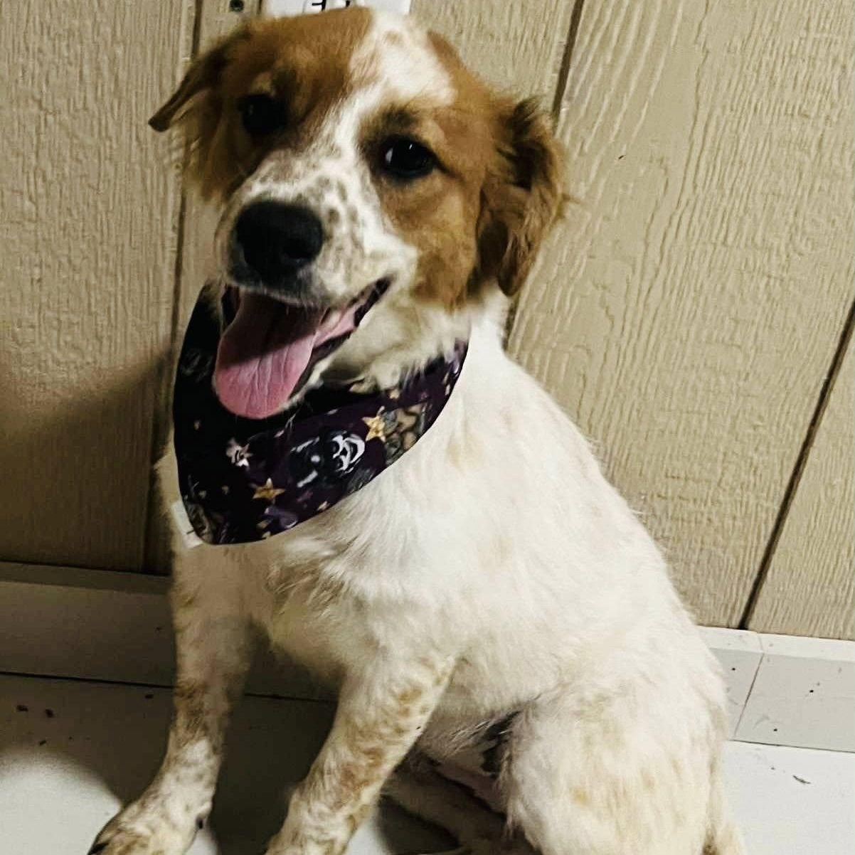 Enlarge Alexis - Paws Behind Bars Prison Trained, a ADOPTABLE mixed breed in Goshen, KY image 2/4