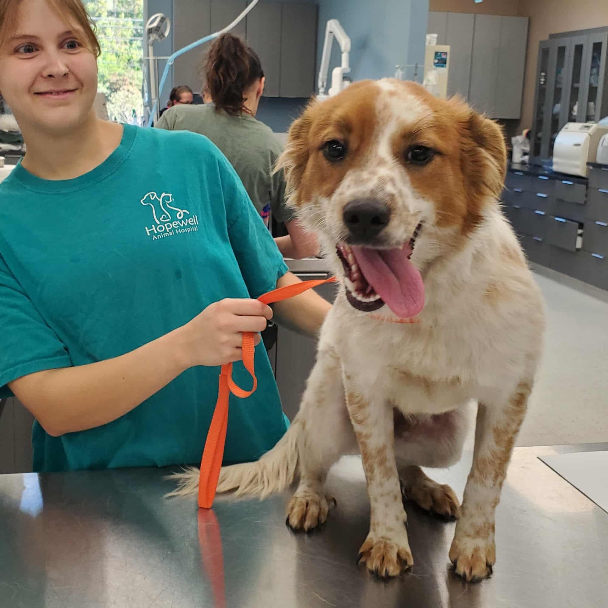 Enlarge Alexis - Paws Behind Bars Prison Trained, a ADOPTABLE mixed breed in Goshen, KY image 3/4