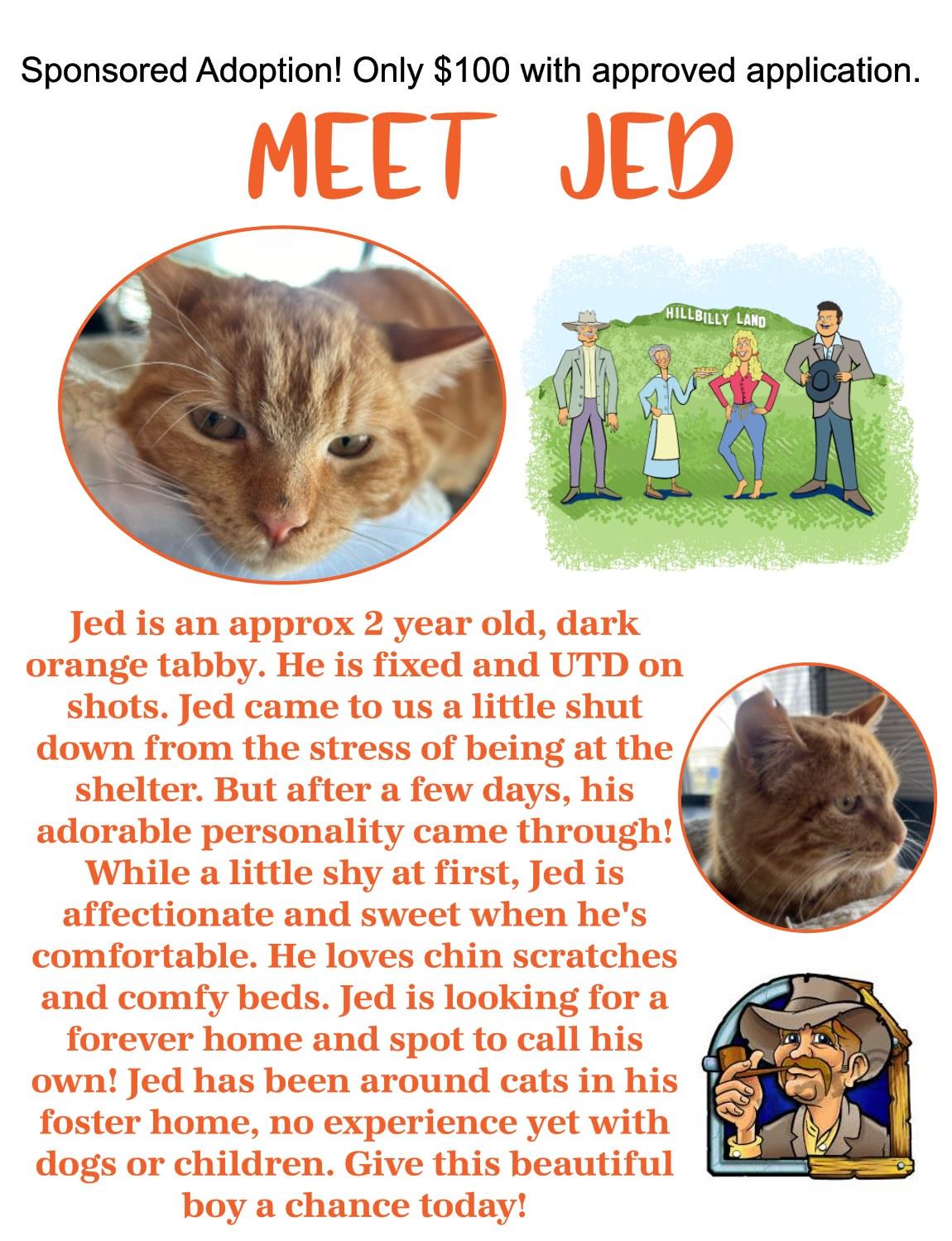 Jed, Adoptable, Adult Male Domestic Short Hair.