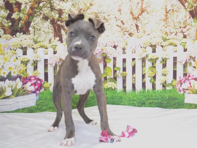 STELLA, Adoptable, Young Female Pit Bull Terrier & Mixed Breed.