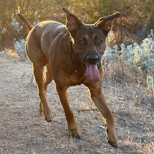 Enlarge Luca, a Adoptable German Shepherd Dog in Creston, CA image 1/6