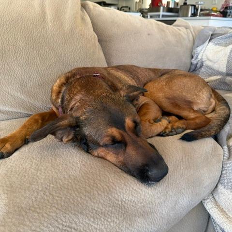 Enlarge Luca, a Adoptable German Shepherd Dog in Creston, CA image 2/6