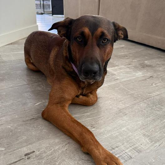 Enlarge Luca, a Adoptable German Shepherd Dog in Creston, CA image 3/6