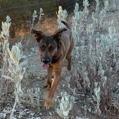 Enlarge Luca, a Adoptable German Shepherd Dog in Creston, CA image 4/6