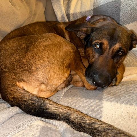 Enlarge Luca, a Adoptable German Shepherd Dog in Creston, CA image 5/6