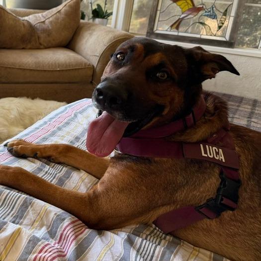 Enlarge Luca, a Adoptable German Shepherd Dog in Creston, CA image 6/6