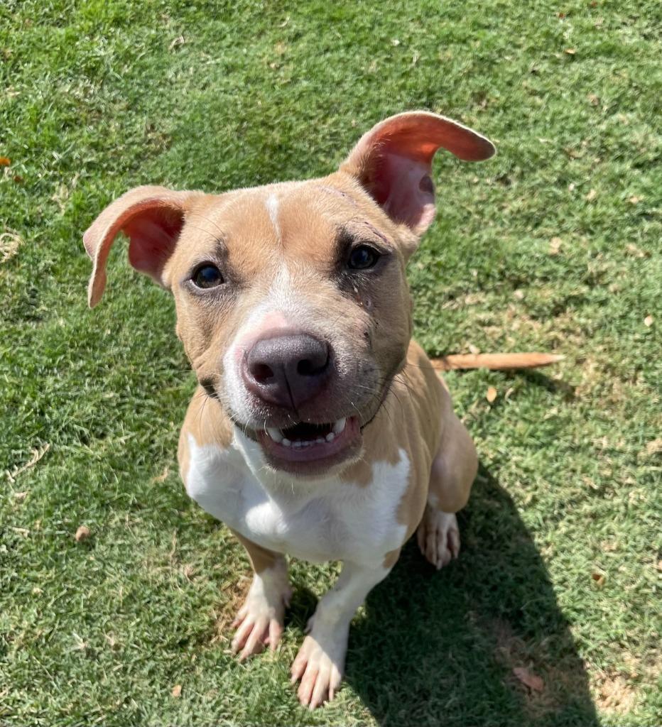 Mia, Adoptable, Young Female Pit Bull Terrier.