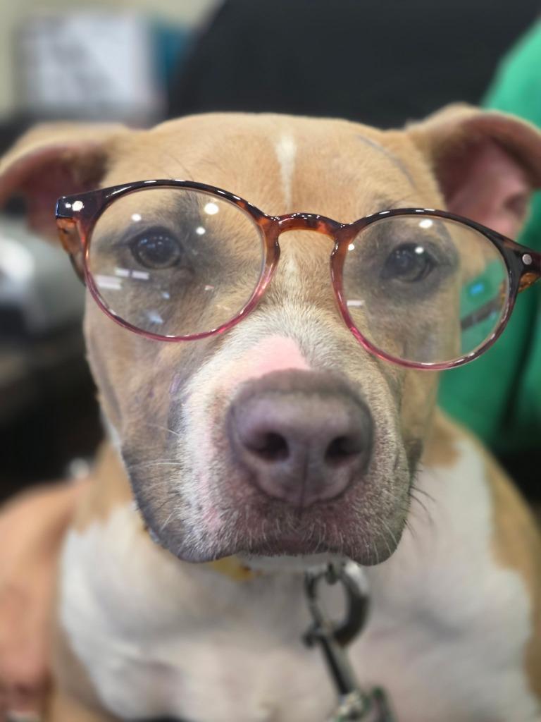 Mia, a Adoptable mixed breed in Little Elm, TX image 2/3