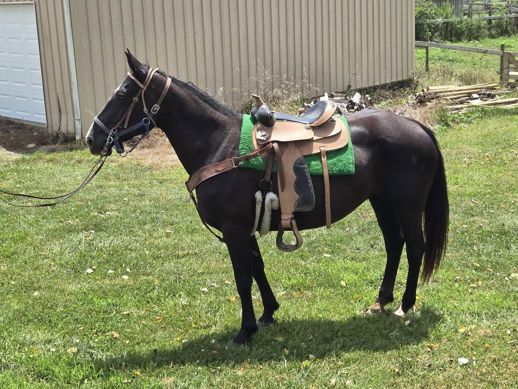Ebony, Adoptable, Adult Female Quarterhorse.