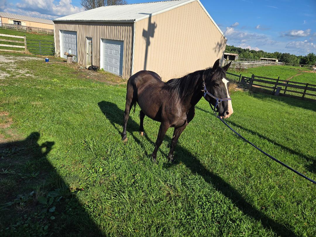 Enlarge Ebony, a Adoptable mixed breed in Leitchfield , KY image 2/4