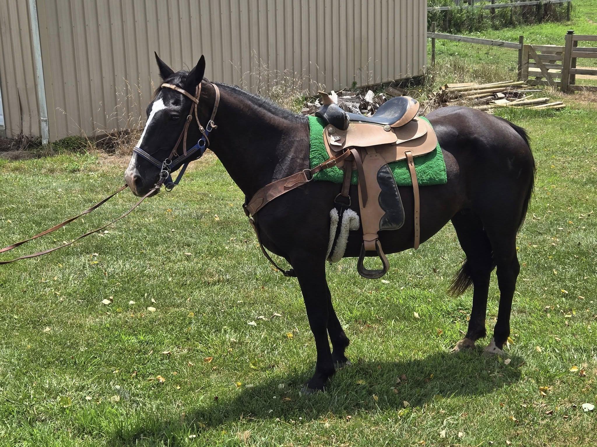 Enlarge Ebony, a Adoptable mixed breed in Leitchfield , KY image 3/4