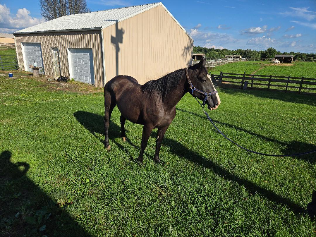 Enlarge Ebony, a Adoptable mixed breed in Leitchfield , KY image 4/4