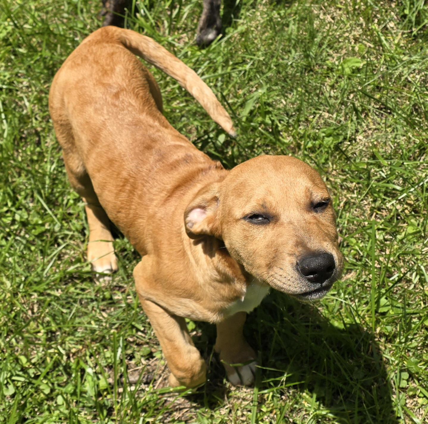 Enlarge Hudini, a ADOPTABLE mixed breed in Elizabeth, PA image 3/5