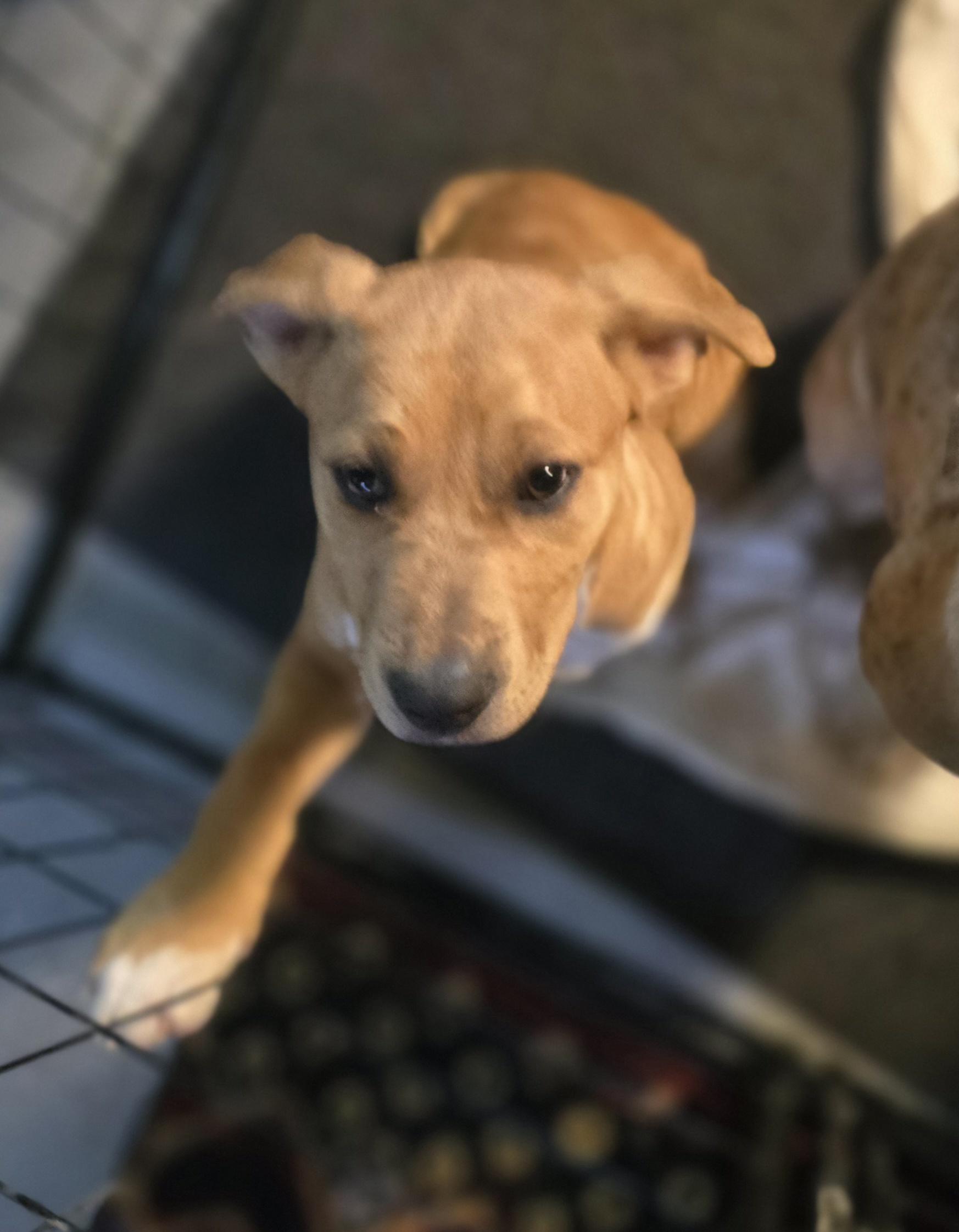 Enlarge Hudini, a ADOPTABLE mixed breed in Elizabeth, PA image 5/5