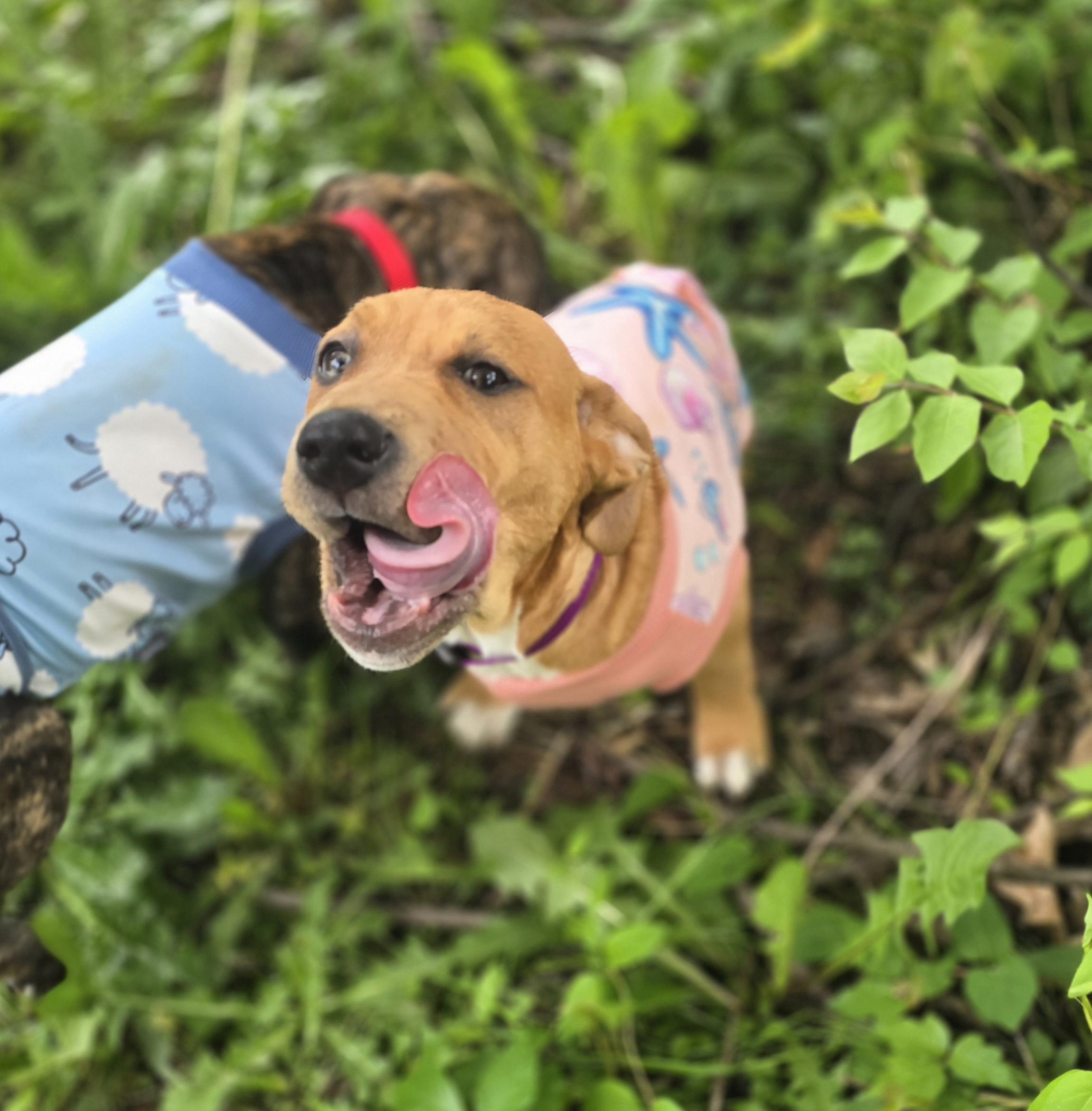 Enlarge Hudini, a ADOPTABLE mixed breed in Elizabeth, PA image 1/5