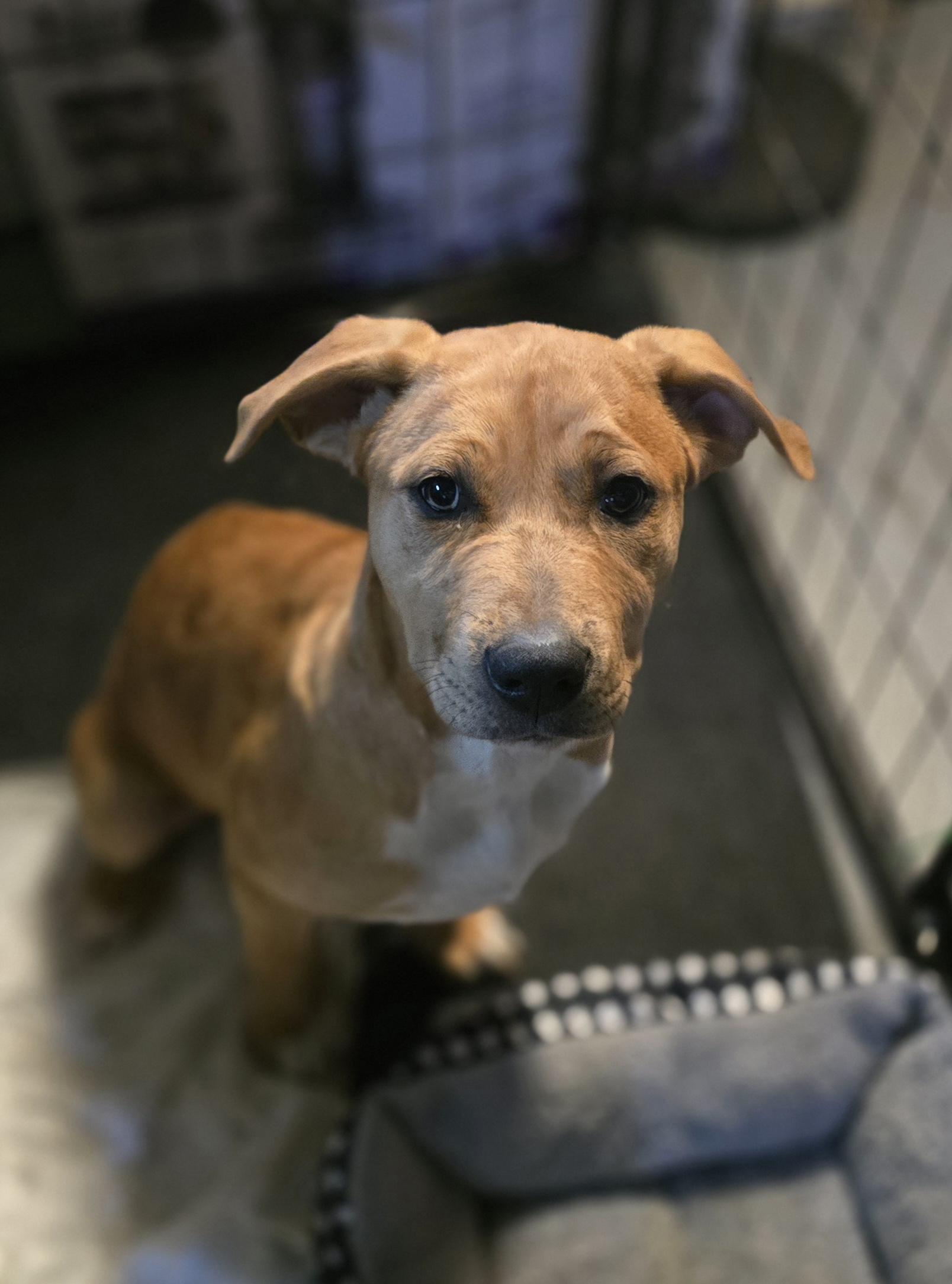 Enlarge Hudini, a ADOPTABLE mixed breed in Elizabeth, PA image 4/5
