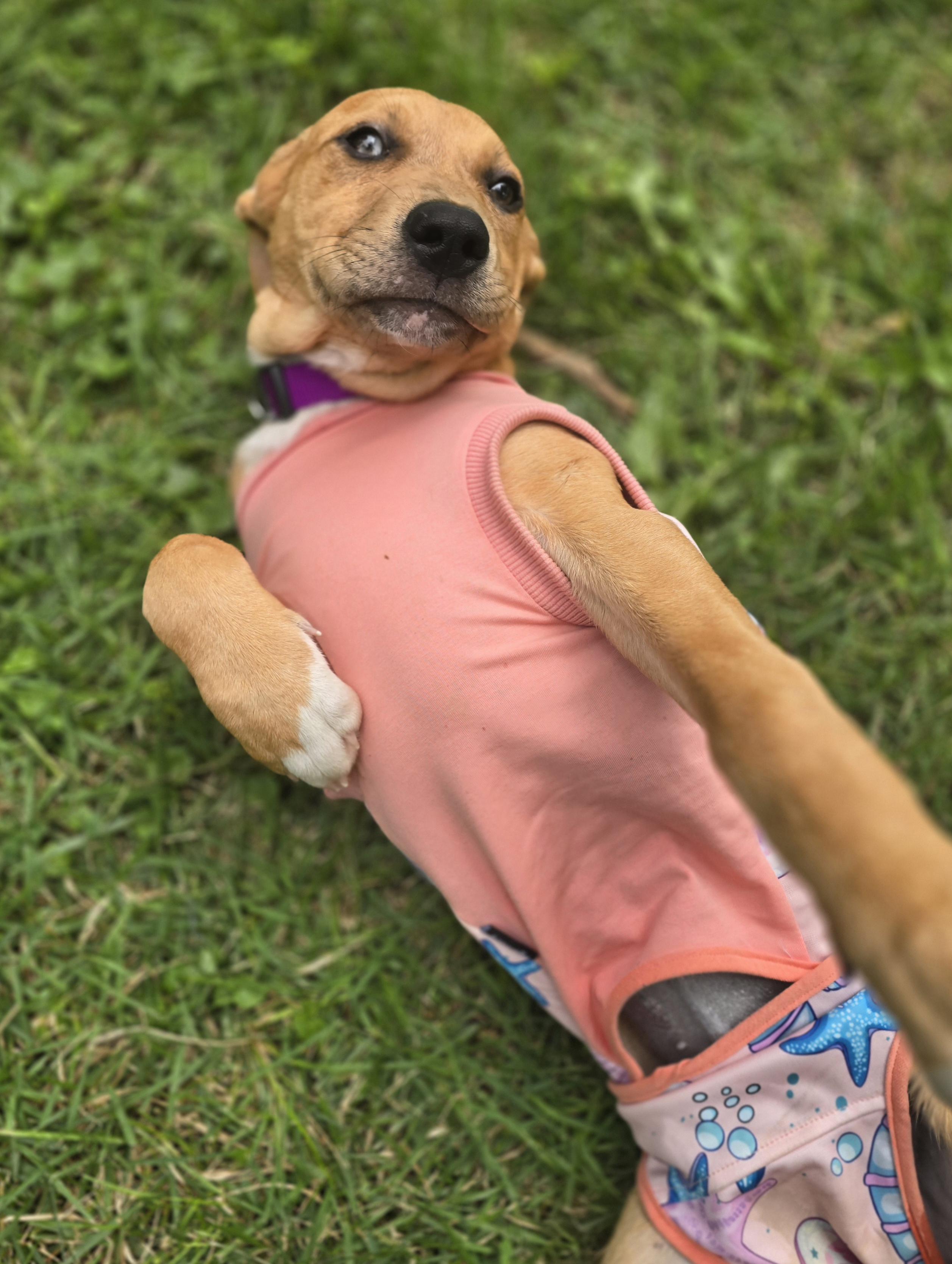 Enlarge Hudini, a ADOPTABLE mixed breed in Elizabeth, PA image 2/5