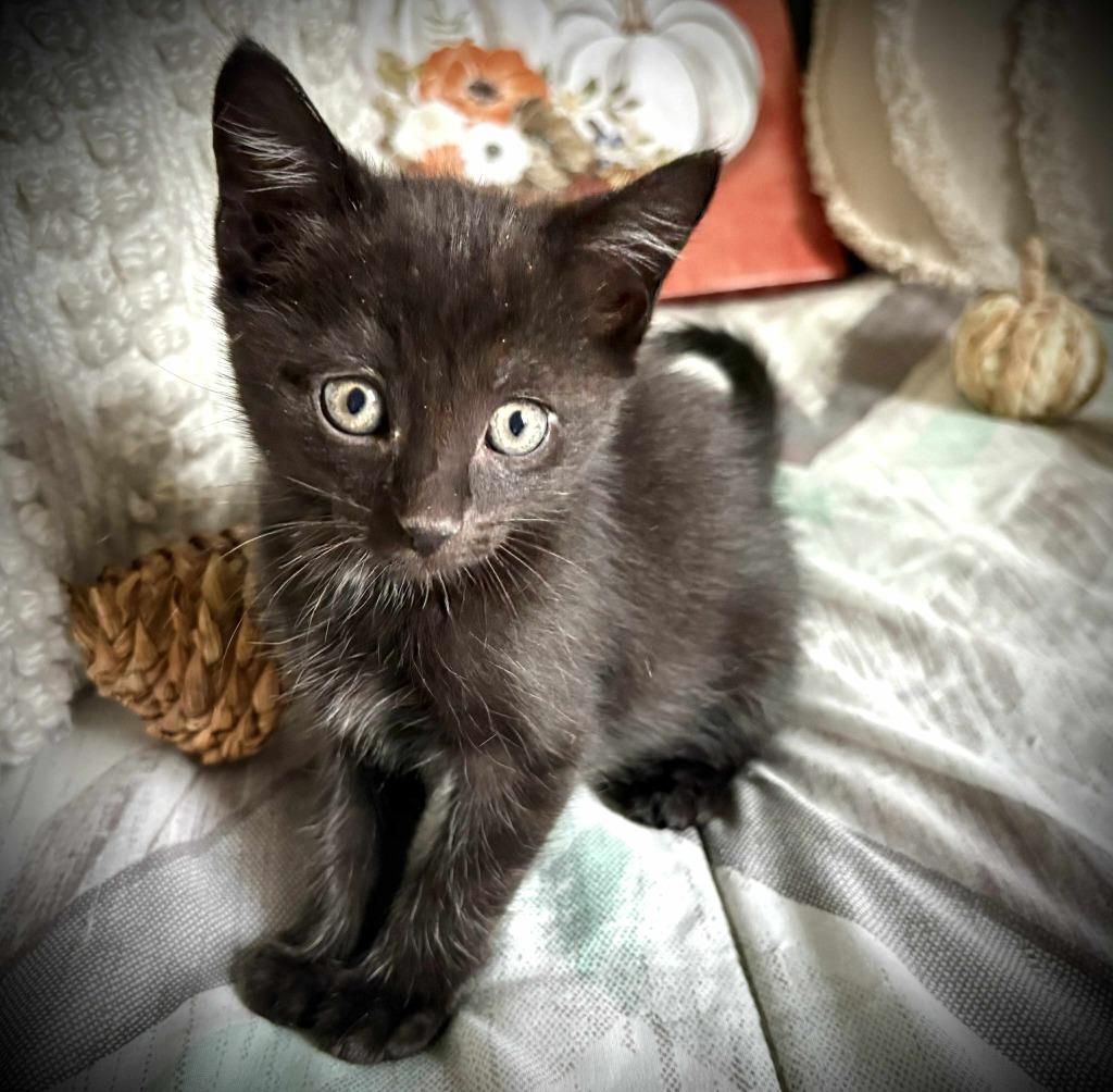 Silk, Adoptable, Kitten Female Domestic Short Hair.