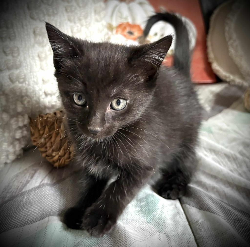 Enlarge Silk, a Adoptable mixed breed in Effingham, IL image 2/2