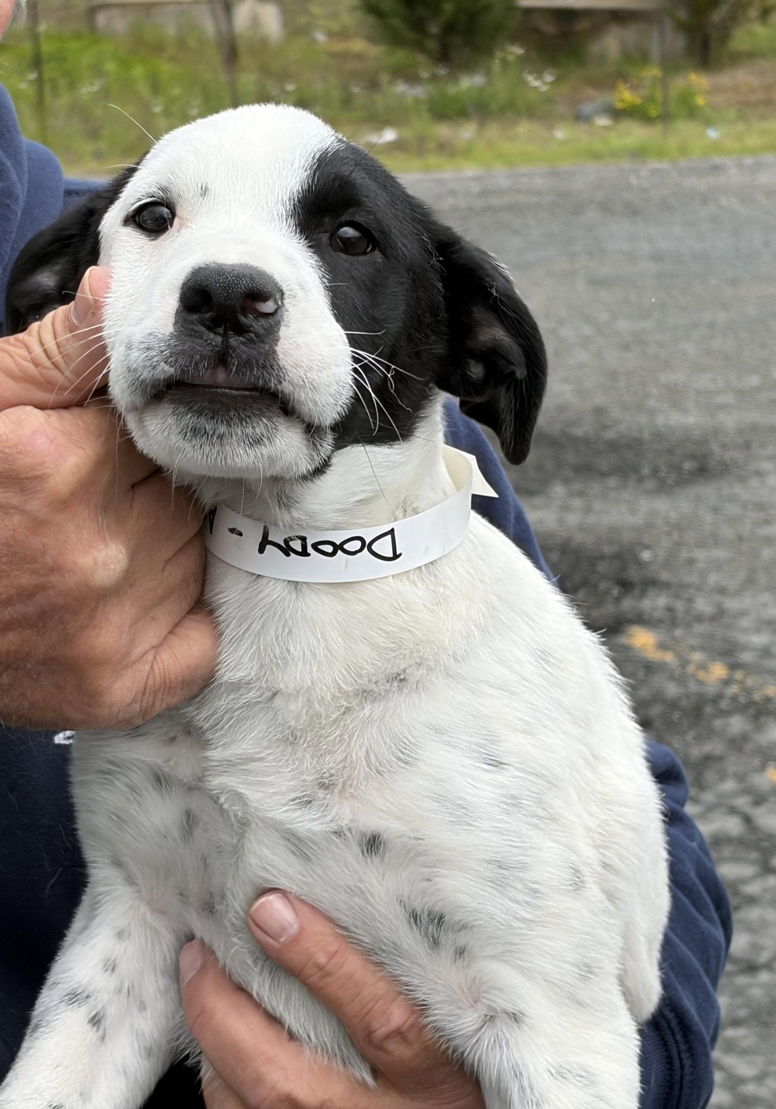 Doody MGO in RI, Adoptable, Puppy Male Jack Russell Terrier & Rat Terrier.