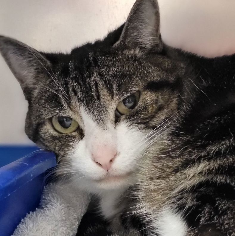 Minks, Adult Female Tabby
