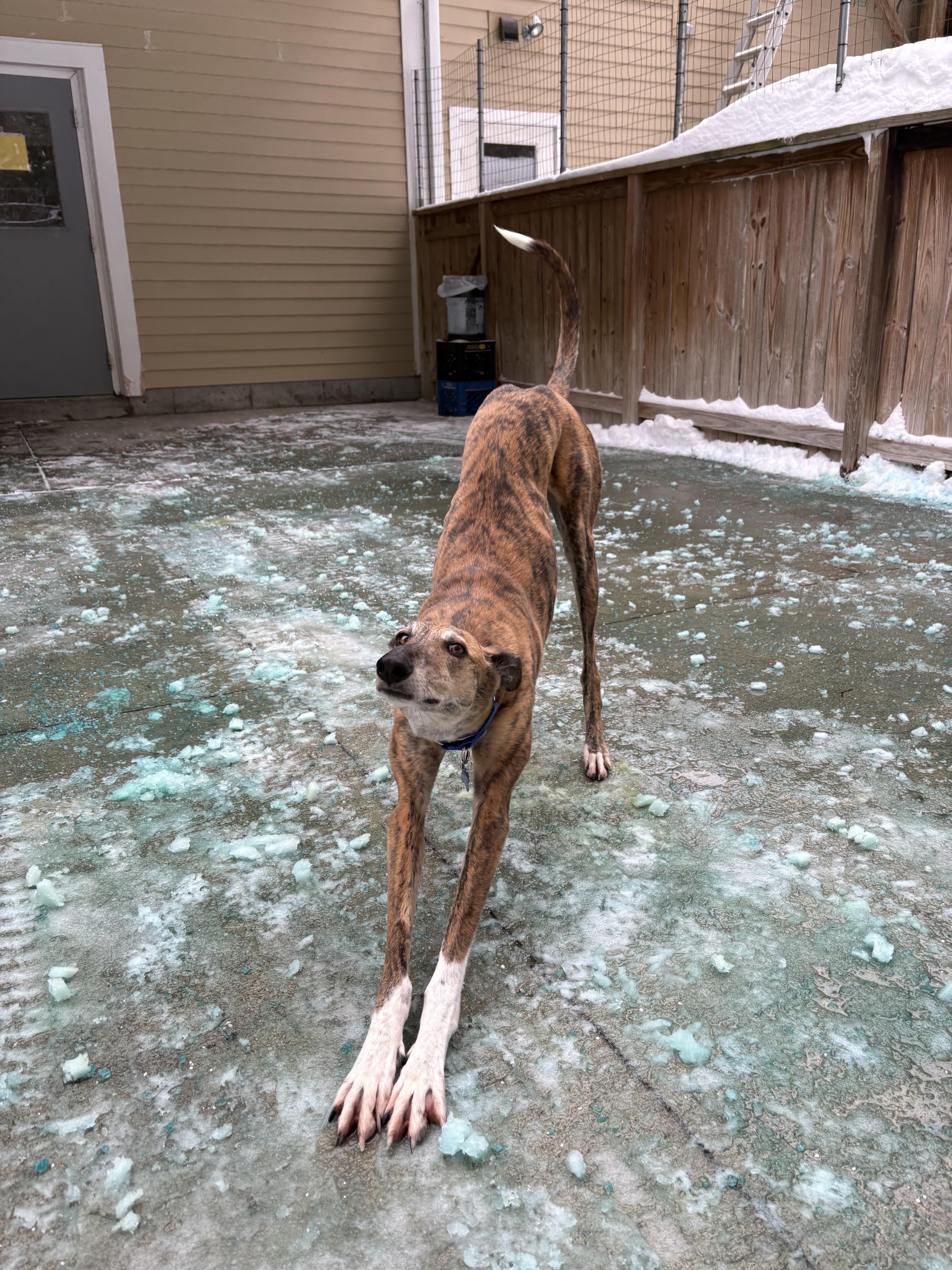 Enlarge Traveler, an adopted Galgo Spanish Greyhound in Swanzey, NH image 2/6