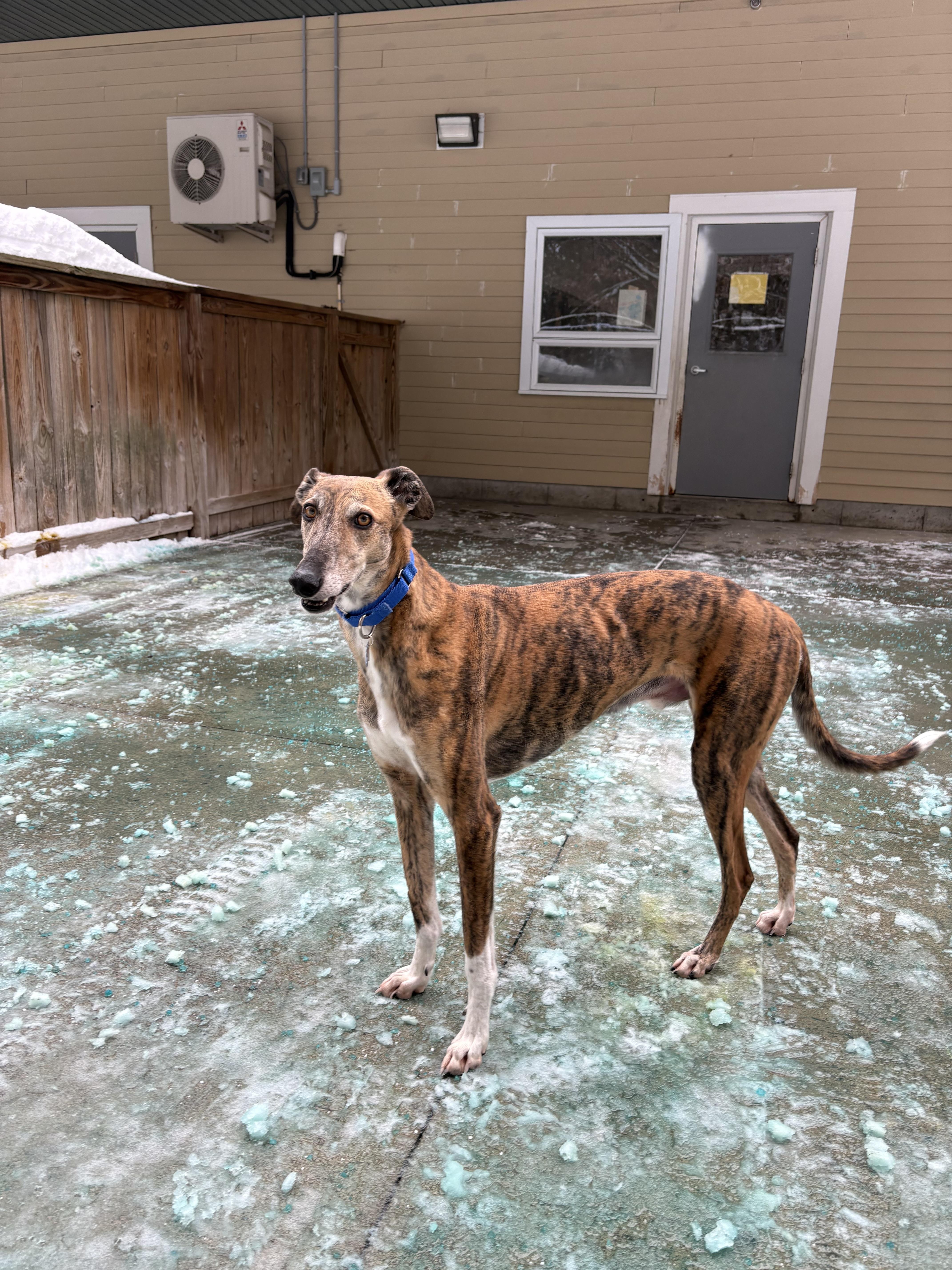 Enlarge Traveler, an adopted Galgo Spanish Greyhound in Swanzey, NH image 6/6