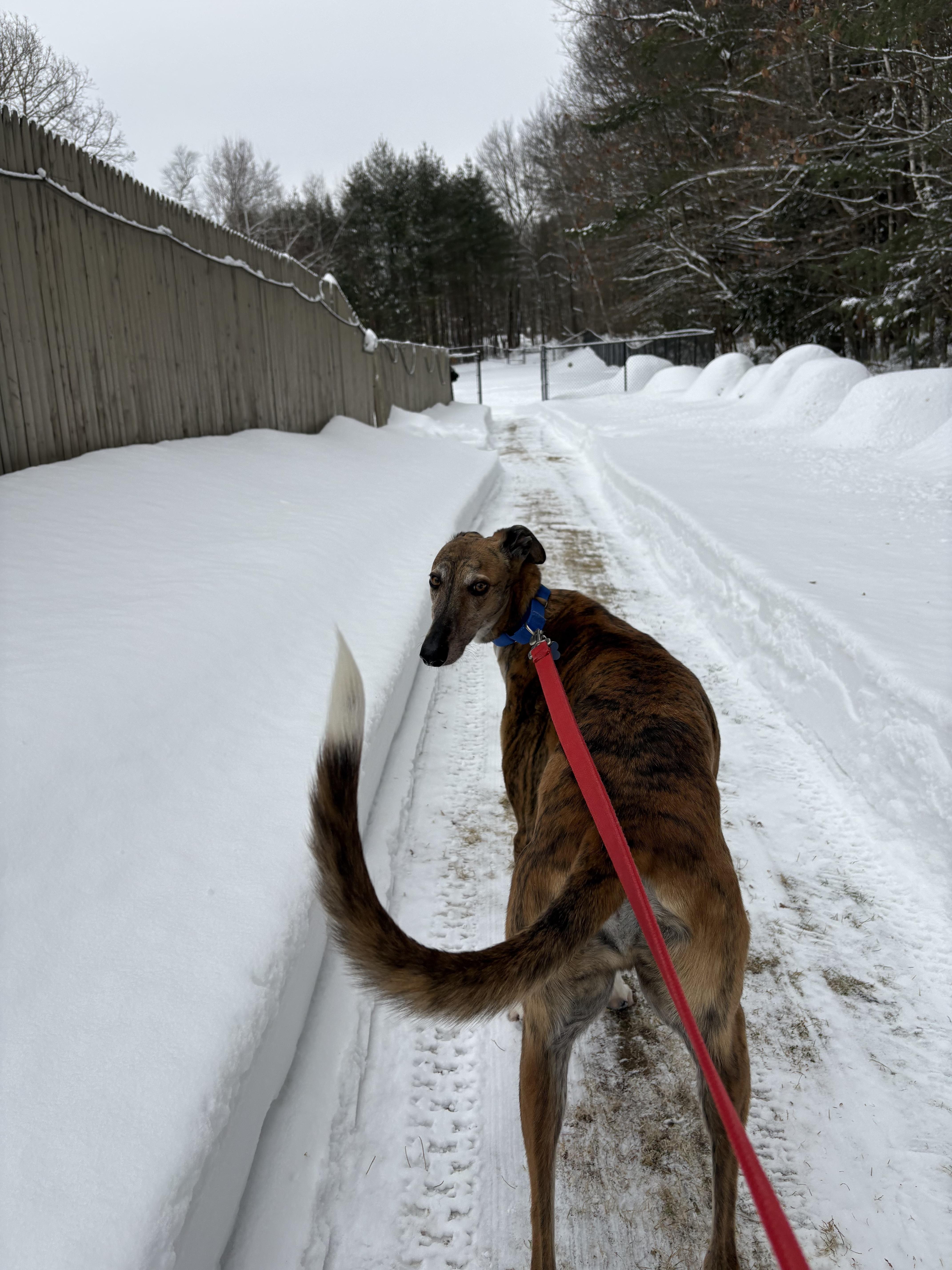 Enlarge Traveler, an adopted Galgo Spanish Greyhound in Swanzey, NH image 4/6