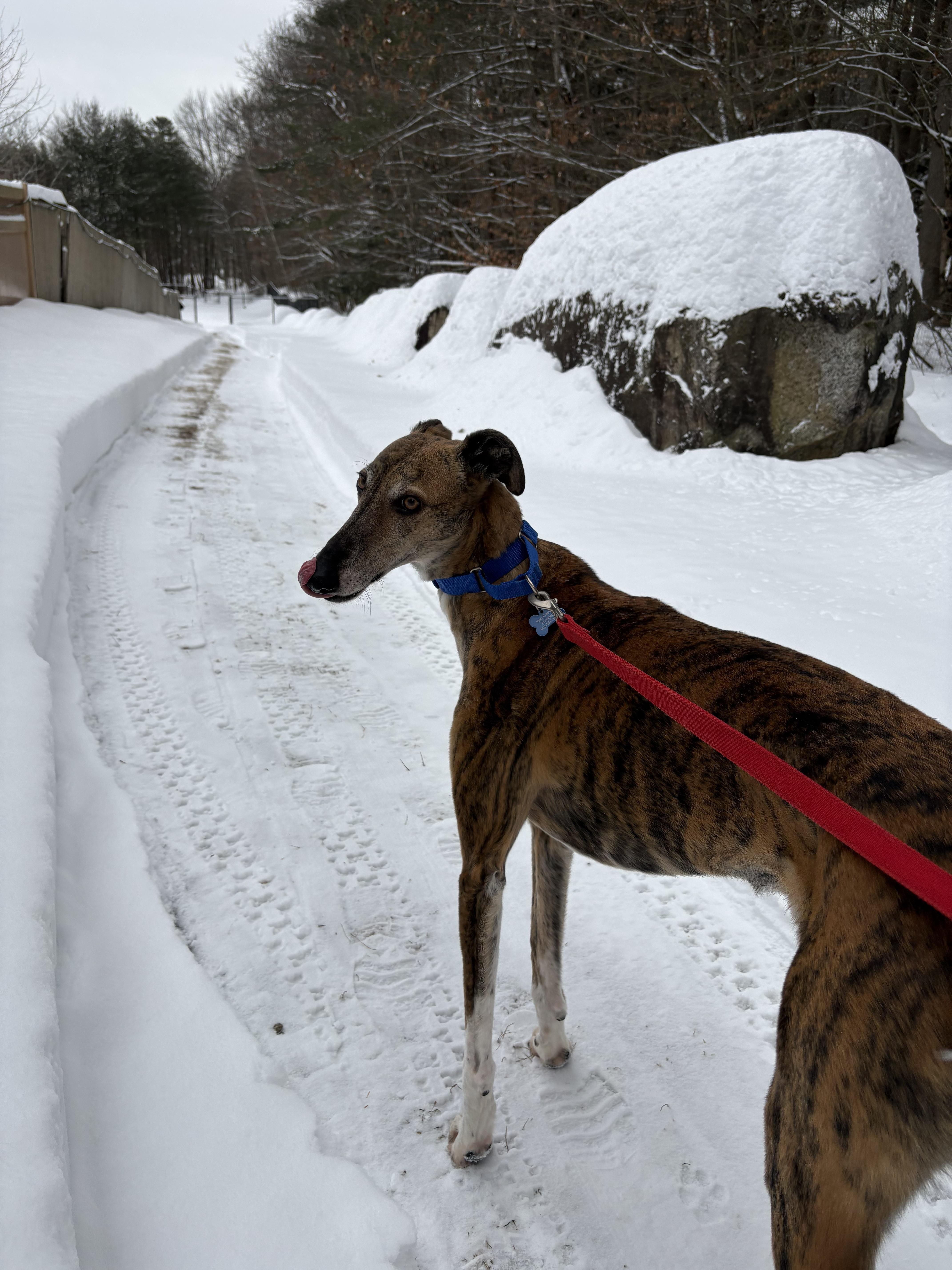 Enlarge Traveler, an adopted Galgo Spanish Greyhound in Swanzey, NH image 5/6