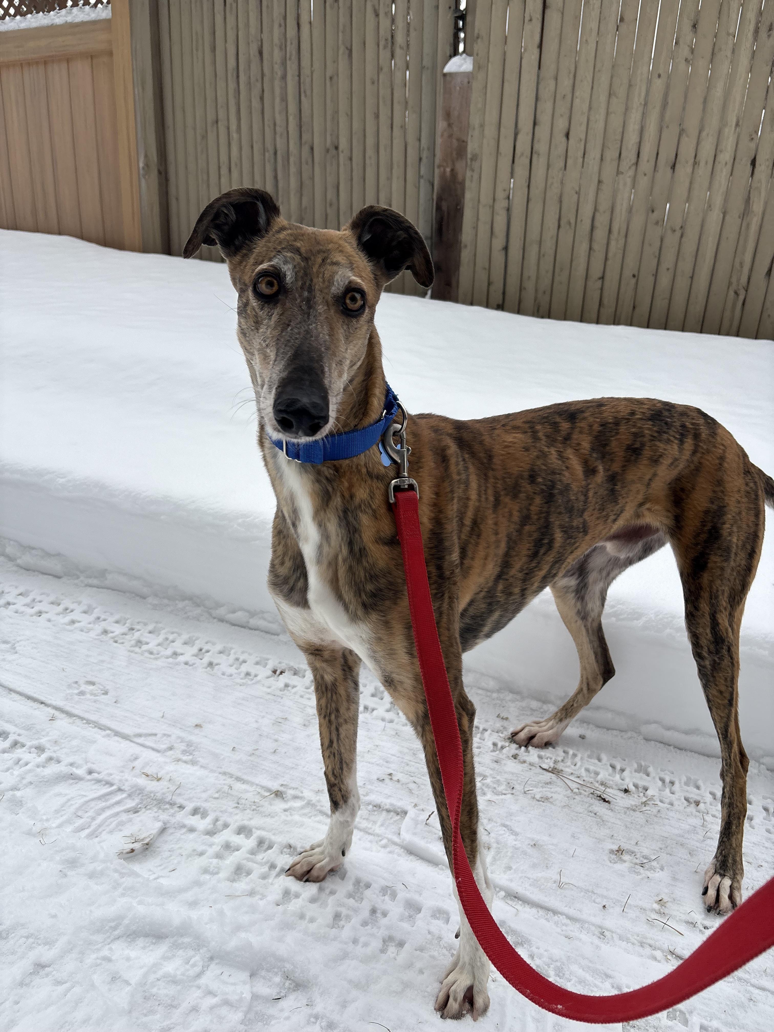 Enlarge Traveler, an adopted Galgo Spanish Greyhound in Swanzey, NH image 1/6