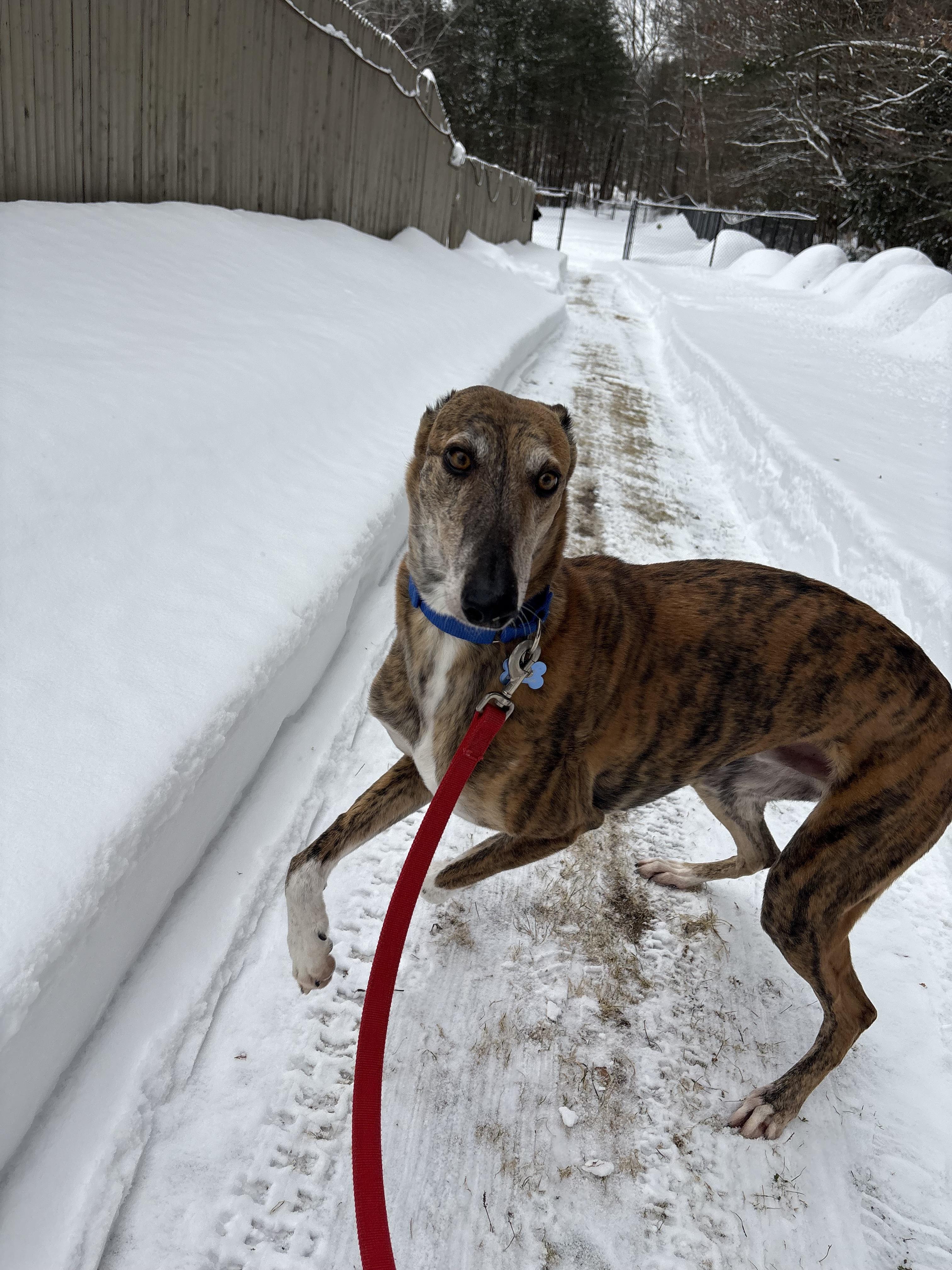 Enlarge Traveler, an adopted Galgo Spanish Greyhound in Swanzey, NH image 3/6