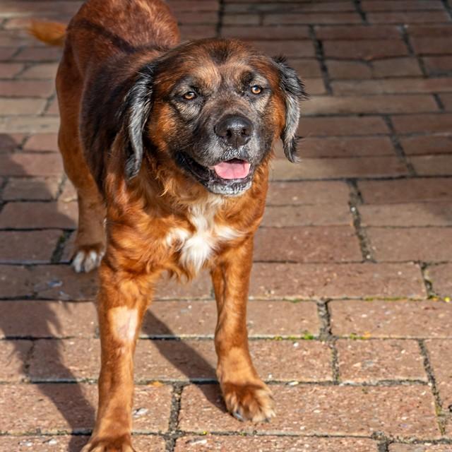 Enlarge LOCA, a Adoptable mixed breed in Saint Louis, MO image 1/1