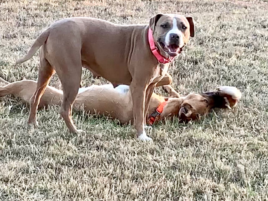 Honey, a Adopted mixed breed in San Saba, TX image 1/12
